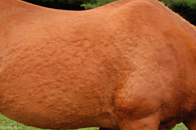 hiveshorseskin_1000 Voedingsconsulent Paard