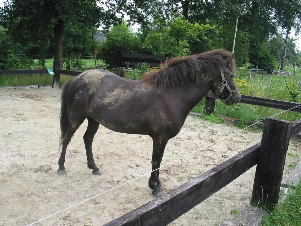 Sobere paarden hebben vaker insuline dysregulatie
